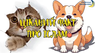 «Цікавий факт про Іслам»