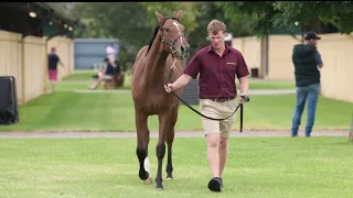 Lot 114 Barbados x Musical Query