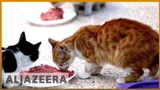 🇸🇾The Cat Man of Aleppo | Al Jazeera English