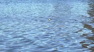 Lake Merritt, Oakland CA - CRITTER CAM :)