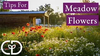 Wildflowers in the Meadow