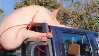 Свинья в стрингах