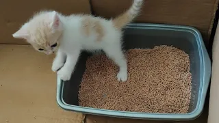 5 weeks old kitten finally using litter box but he forgot to burry the treasure | creme orange cat