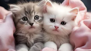 Funniest Cats  and Dogs 2024 - Best Cutest Kittens Videos #012