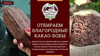 Экскурсия на производство настоящего шоколада из какао-бобов