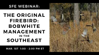 SFE Webinar: The Original Firebird - Bobwhite Management in the Southeast