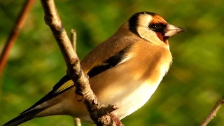 Goldfinch Most Beautiful - Beau Chardonneret élégant