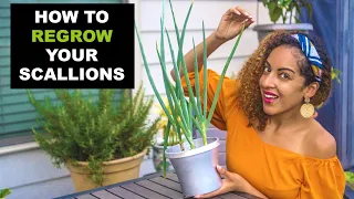 HOW TO REGROW SCALLIONS FROM SCRAPS | Zero Waste Food Tutorial + Harvest