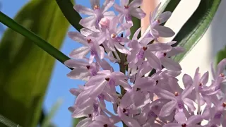 Ascocentrum christensonianum  цветёт мой вьетнамский красавец