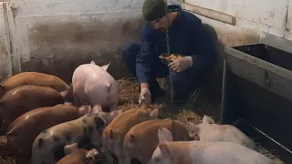 //Жанки немає,але вони осталися,діло буде//Прийшли в охоту,Стабільність, залог успіху//