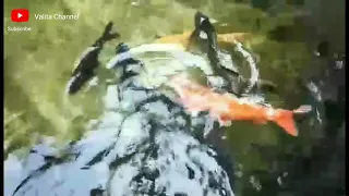 Kolam ikan koi di Taiwan