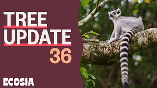 Revealing our Madagascar Adventure | Tree Update 36