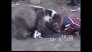 UFC Fighter Khabib Nurmagomedov Wrestling A Bear In His Youth