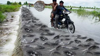 OMG! Found A lot Big Catfish on The Road after Crossing Water - Best Catching & Catfish in Flooding