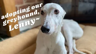 we adopted an ex-racing greyhound