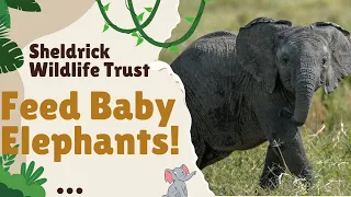 Feed Baby Elephants at Sheldrick WildLife Trust | Things to do in Nairobi , Kenya, Africa