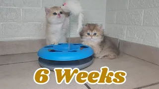 Kittens Grow So Fast 🥰😻| Cute Shades 6 Weeks Old