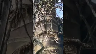 This is RARE....Snake climbing a coconut tree