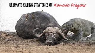 Komodo Dragon hunting Bigger Animals