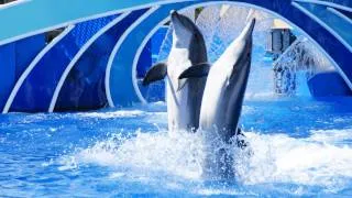 Blue Horizons (Full Show) SeaWorld San Diego