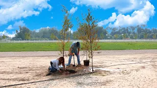 Planting One Pine & Two Birch Trees! 🌳🌲🌳 // Garden Answer