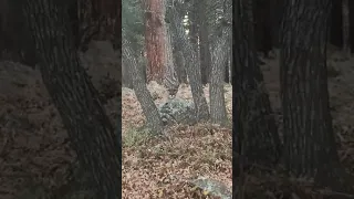 Colorado hiker stalked by mountain lion