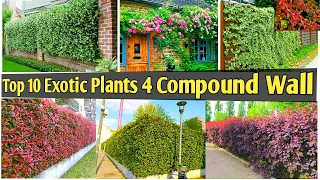 Top 10 Exotic Plants for Compound Wall/Exotic FLowering Plant for Gate, Wall, Pargola, Boundary wall