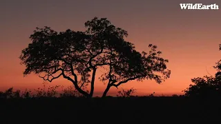 WildEarth - Sunset Safari - 22 October 2023