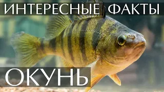 Окунь - интересные факты