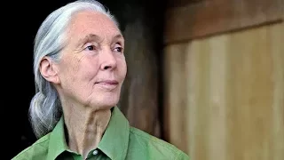 Q&A: Jane Goodall on chimpanzees, sustainability and how we can save the world.