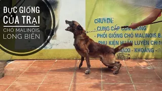 P2: Dàn Đực Giống của Trại Chó Nghiệp Vụ Malinois Long Biên / NhamTuatTV - Dog in Vietnam