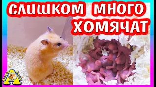 Посчитали ХОМЯЧАТ Фанни/Сирийские хомячата 2 день / Алиса Изи Петс / Alisa Easy Pets