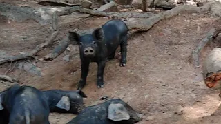 MCF Live! | Large Black Hogs, the perfect pig for homesteaders