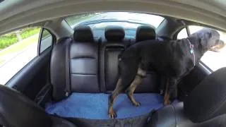 GoPro: The Dog and The Lancer