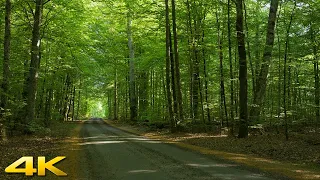 Old Forest Nature Sounds in Binaural Stereo - 4K Nature Video Sweden