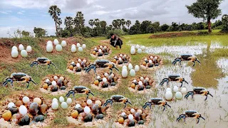 Unbelievable a fisherman found and picking lots of snails crabs and eggs at rice field.