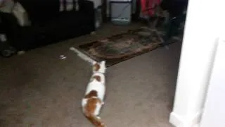 Cat vs Rocket balloon