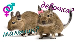 Определяем пол у дегу