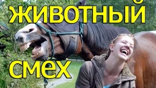 Best jokes Лучшие Приколы 2016 животный смех