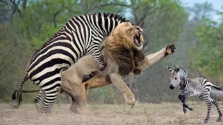EXTREMELY RARE!! Mother Zebra unable to Save her Newborn Baby from Lion