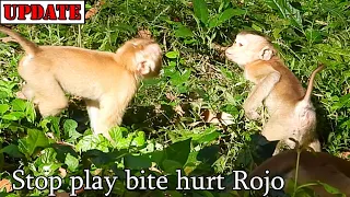 Stop bite hurt your friends Rojo! Baby Rojo like to play bite hurt with his friends by cute style