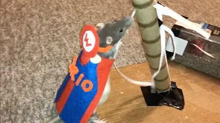 The Most RANDOM Rat Compilation pt 2! (my apoloCHEESE!)