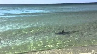 Destin Fl Shark Video