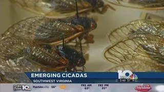 Cicada invasion 2016: Billions of bugs prepare to swarm Virginia