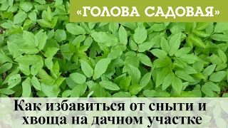 Голова садовая - Как избавиться от сныти и хвоща на дачном участке