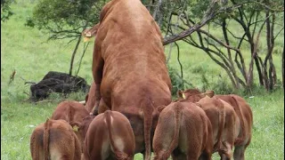 cow bull mating#bts #hours #beautiful #dogs