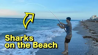 We ATE a Shark! (Blacktip Shark Catch, Clean, Cook)