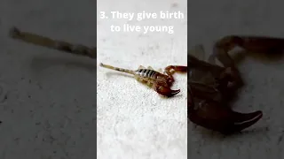 5 Crazy Facts About Scorpions #shorts