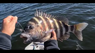 Fishing a cold front for Sheepshead and Redfish using Live Shrimp and Vudu Shrimp