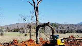 DROPPING BIG TREES WITH THE CAT 308 MINI EXCAVATOR